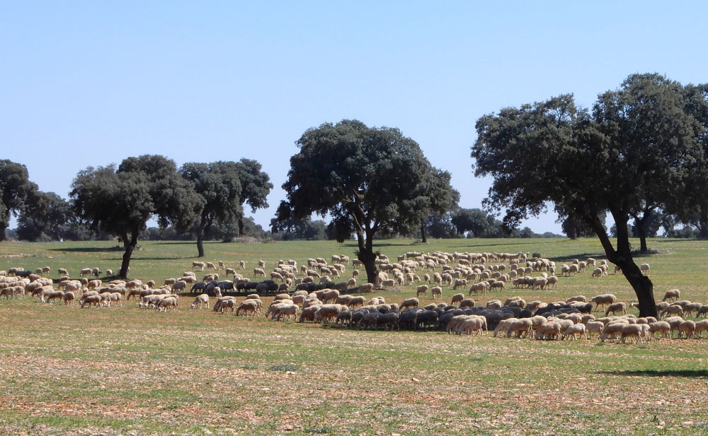 pastoreo ovejas dehesa zacatena