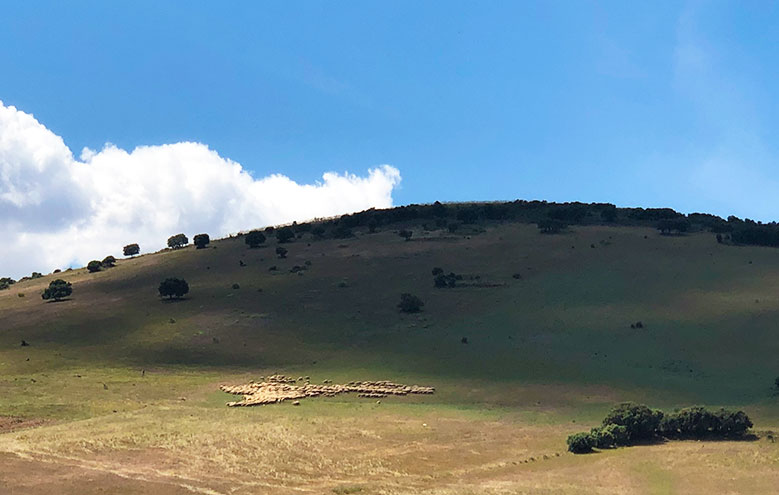 pastoreo oveja manchega campos de la mancha